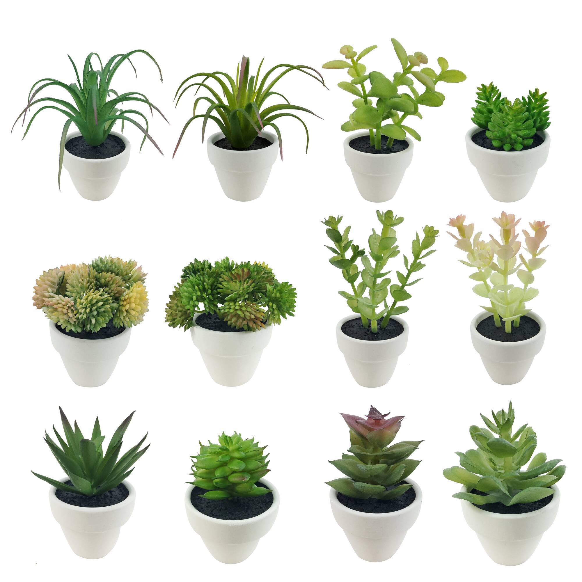 Assorted Micro Premade Succulent, 1pc. by Ashland®